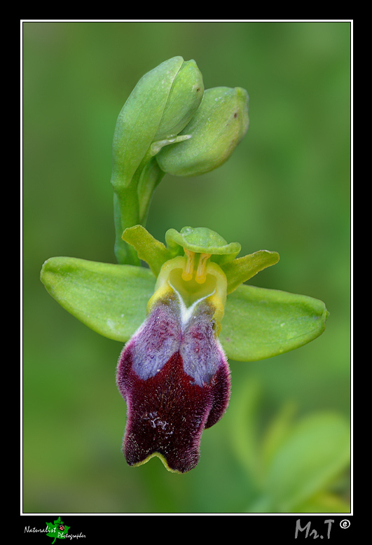 Ophrys fusca ... da vicino!